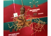 Quang Nam positioned as medicinal plant hub